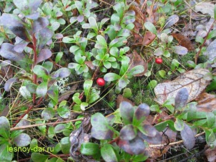 ������� ���������� ������������: ���������� ��������� ��������