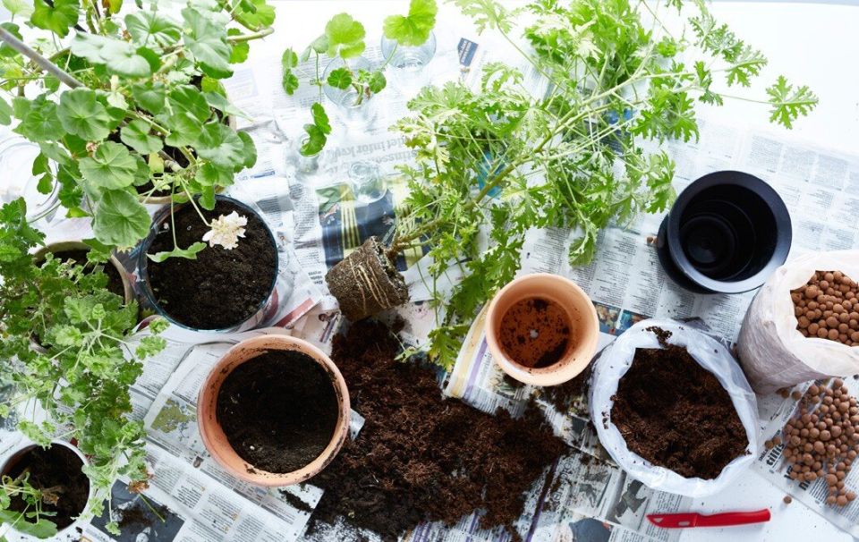 ����� ������������ ��������� ��������: ����� ��� ������������� ����������?