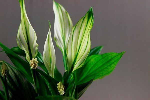 ����������� ������: ������� ����� �� ������������ ������� ��� ������ ����