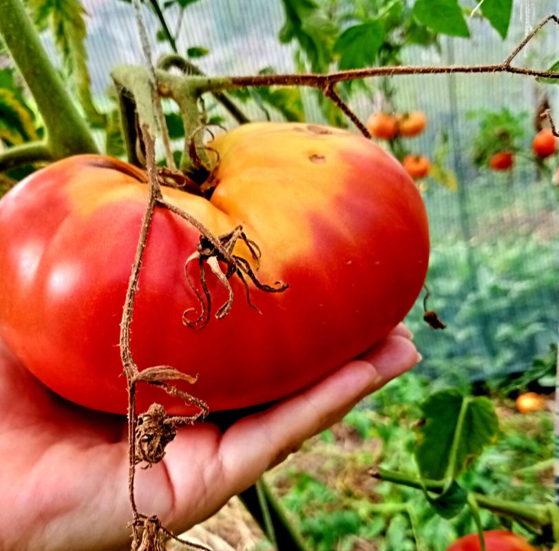 ��������: �� ����� ����� �� �������� ��������