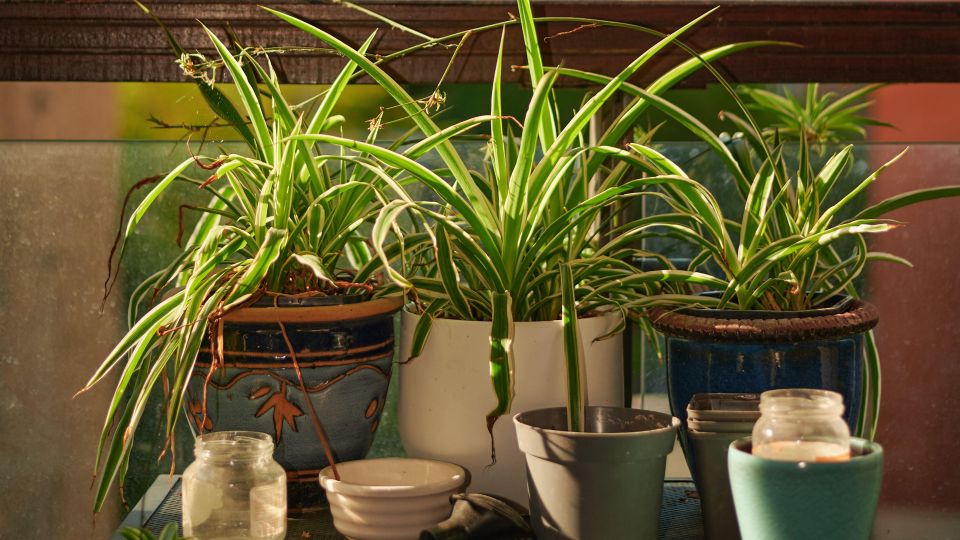 ���� ������������� ���������� �������� ������ ������: ������ �������� ���� ����