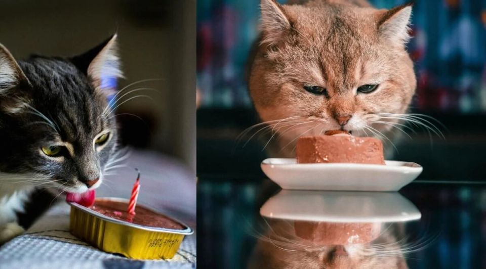 ������ ���� ������������ ���� ����� � ����������