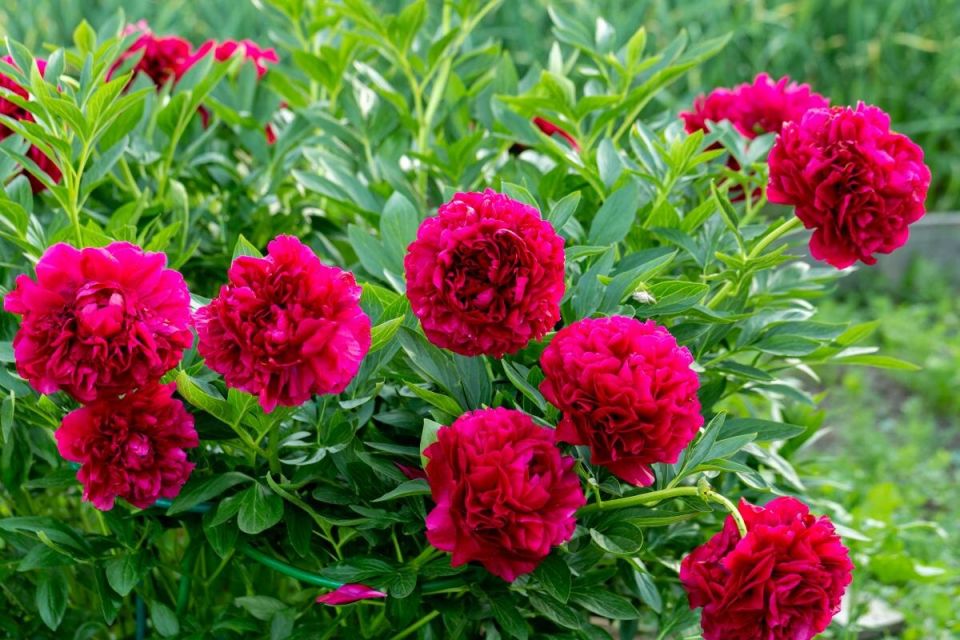 ������� ������� ����� �� �������: ������ ������� ���������