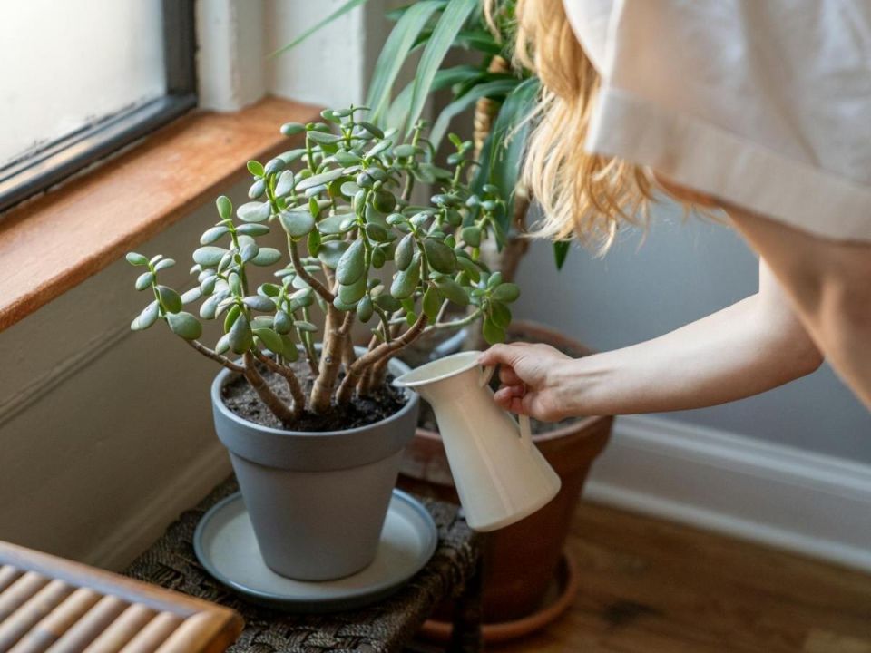 ��� ������ ���������� �������� ������: ������ ��� ����������