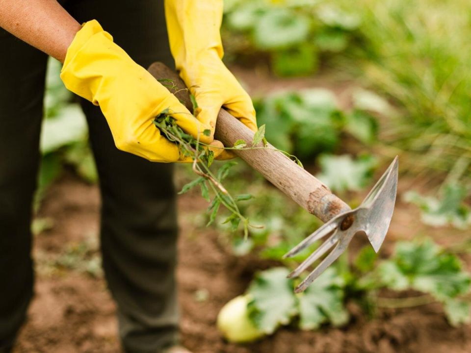 ��� ������������ ������� ��� ������������ ���������