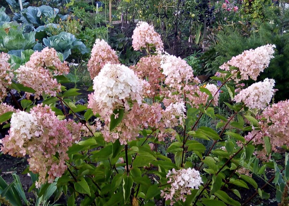 ��������� ��� ������ ����: �������� ����� �����������, ����������� � �������������