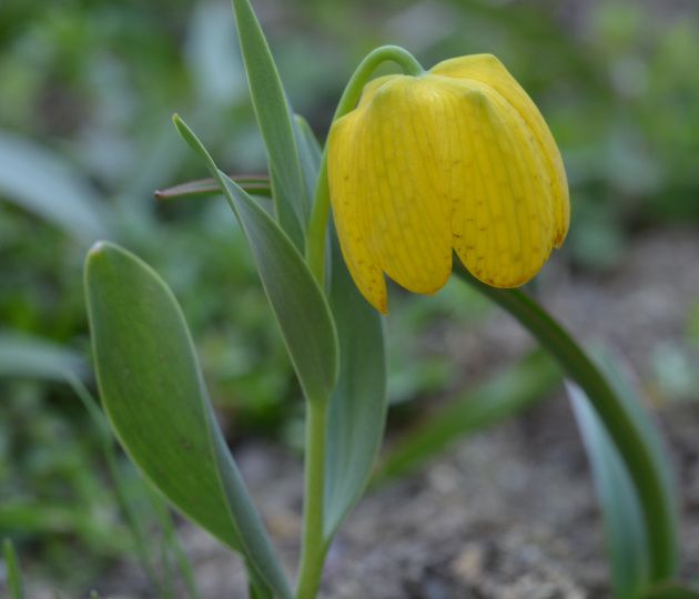 Рябчики: удивительный мир цветущих красавцев, советы по уходу и секреты осенней посадки