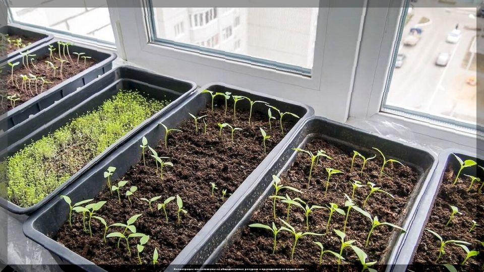 Садовые вопросы без границ: отвечаем на новые вызовы дачников