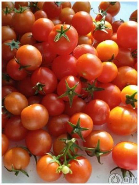 Томат Сахарная гроздь: ультраранний дар легкого урожая в кистях