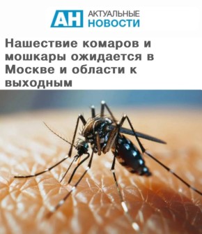 «Нашествие комаров и мошкары ожидается в Москве и области к выходным»: Через несколько дней столицу и Подмосковье атакуют полчища комаров - а еще через неделю их число выйдет на максимум