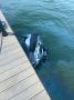 Речной трамвай и гидроцикл столкнулись в воронежском водохранилище