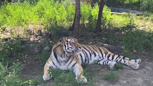Воронежский зоопарк показал, как осваивается на новом месте амурский тигр Тихон
