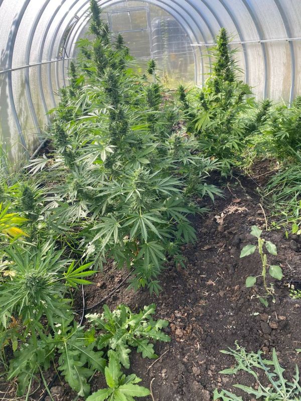 В Каширском районе полицейскими изъято более двухсот граммов наркотиков