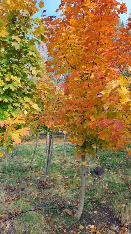 Сергей Петрин: 600 деревьев-крупномеров и 500 кустарников высадим этой осенью на улицах Воронежа