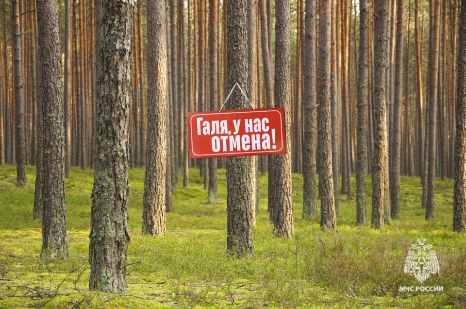 В Воронежской области в связи со стабилизацией пожарной обстановки с 14 октября 2025 года отменено действие особого противопожарного режима