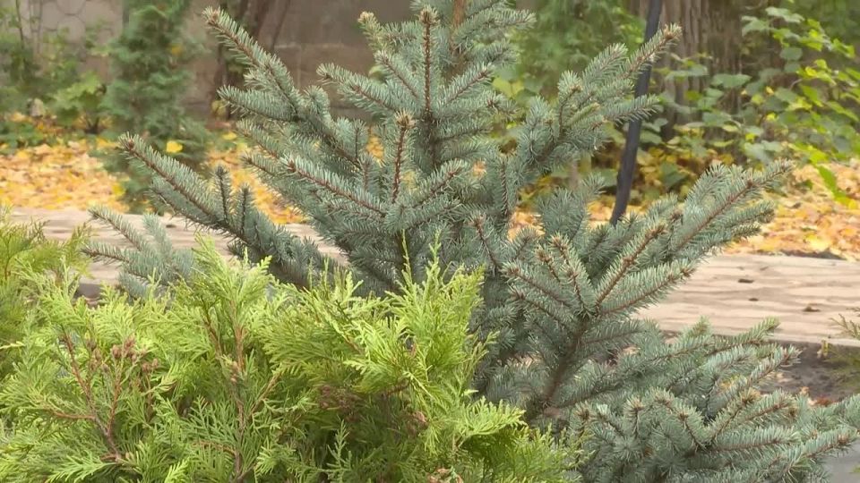 Голубая ель по центру, вокруг туи и стелющийся можжевельник