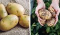 Зеленеет картошка: опасно ли это и что с ней делать?