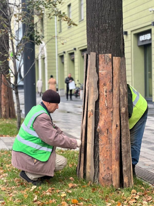 В Ленинском районе деревья одевают в «юбки»
