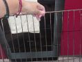 Как вернуть блеск решеткам духового шкафа: простые и эффективные методы