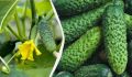 Секреты сладких огурцов: как избежать горечи и наслаждаться вкусом