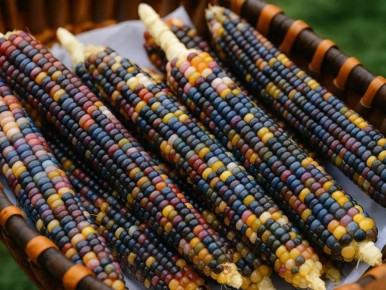 Стеклянная кукуруза: радуга на вашем участке
