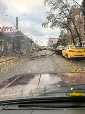 Дерево рухнуло у остановки «Улица 60 Армии»