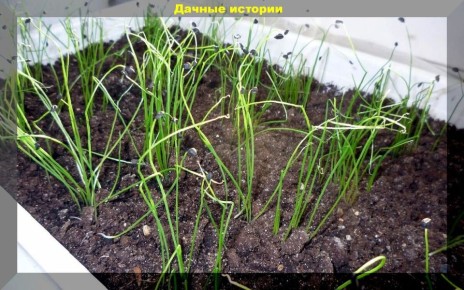 Как вырастить гигантский лук: секреты успешного ухода за рассадой