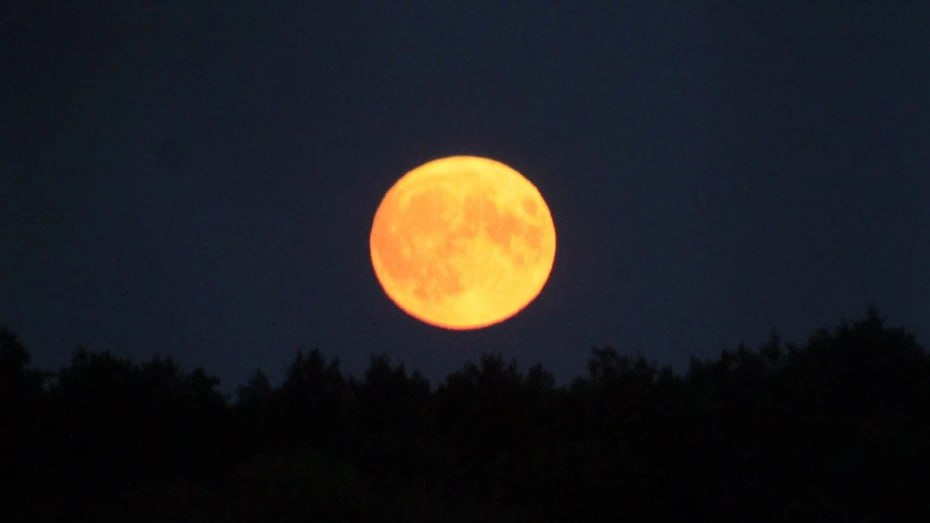 «Бобровую Луну» можно будет увидеть в ночь на 6 ноября