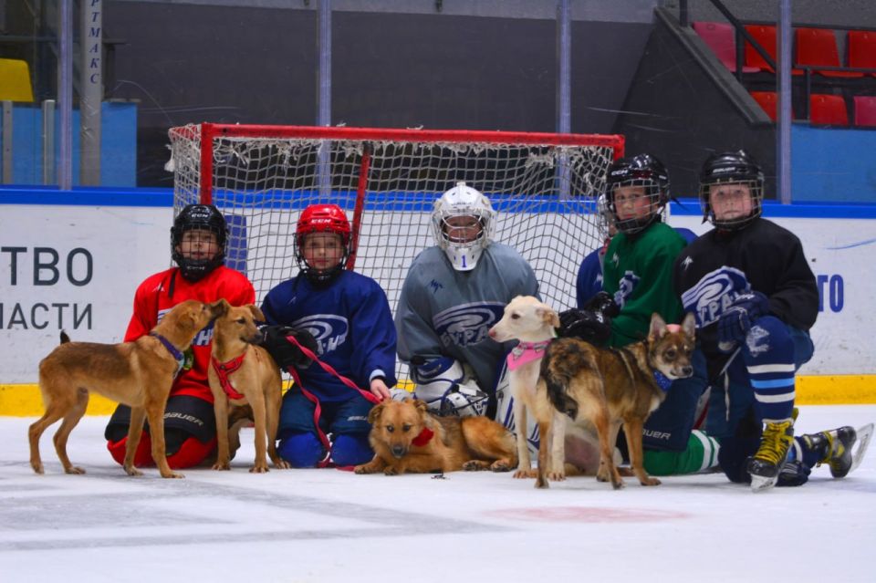 Щенки из муниципального приюта побывали на льду школы имени Владислава Третьяка