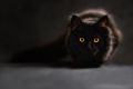 4 вещи, которые не любит кот: не стоит показывать ему
