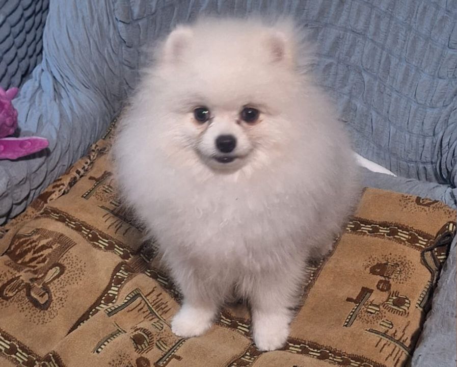 Певица Mona подарила 6-летней Владе Зайцевой из лискинского села щенка шпица Певица Mona подарила 6-летней Владе Зайцевой из лискинского села щенка шпица