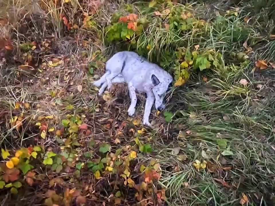 "Не по инструкции, но по зову сердца": Инспекторы ДПС спасли травмированную собаку после ДТП