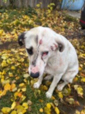 В Семилукском районе мужчина расстрелял собак