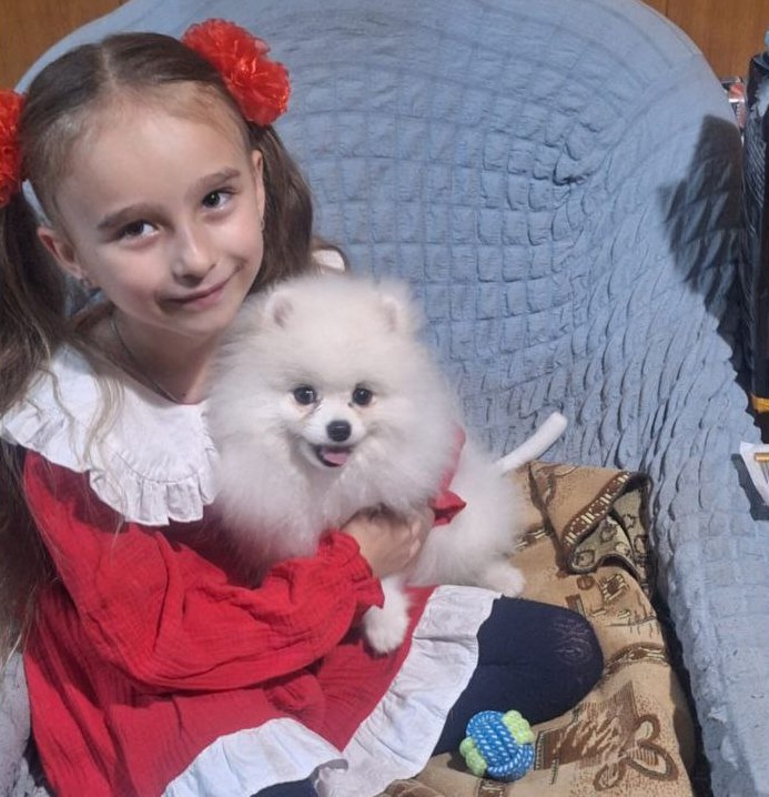 Певица Mona подарила 6-летней Владе Зайцевой из лискинского села щенка шпица Певица Mona подарила 6-летней Владе Зайцевой из лискинского села щенка шпица