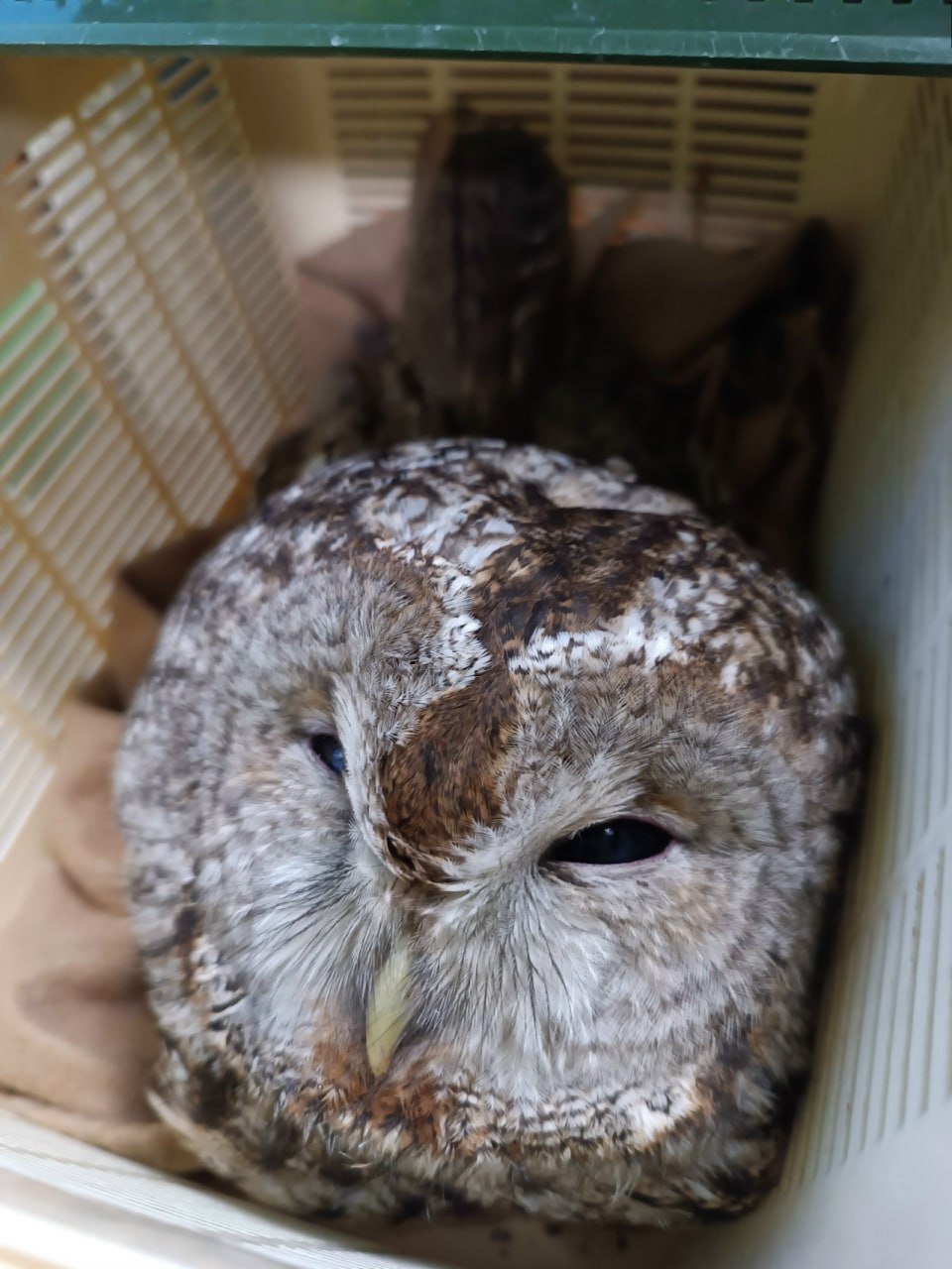 Воронежские волонтеры помогают сбитой на трассе неясыти с многочисленными травмами