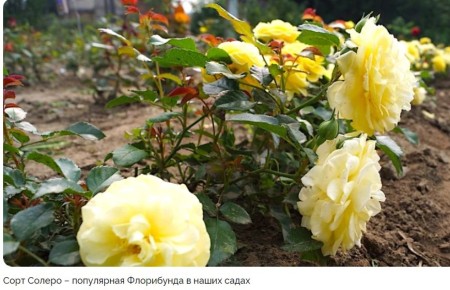 Как выбрать идеальные саженцы роз: советы и лучшие интернет-магазины