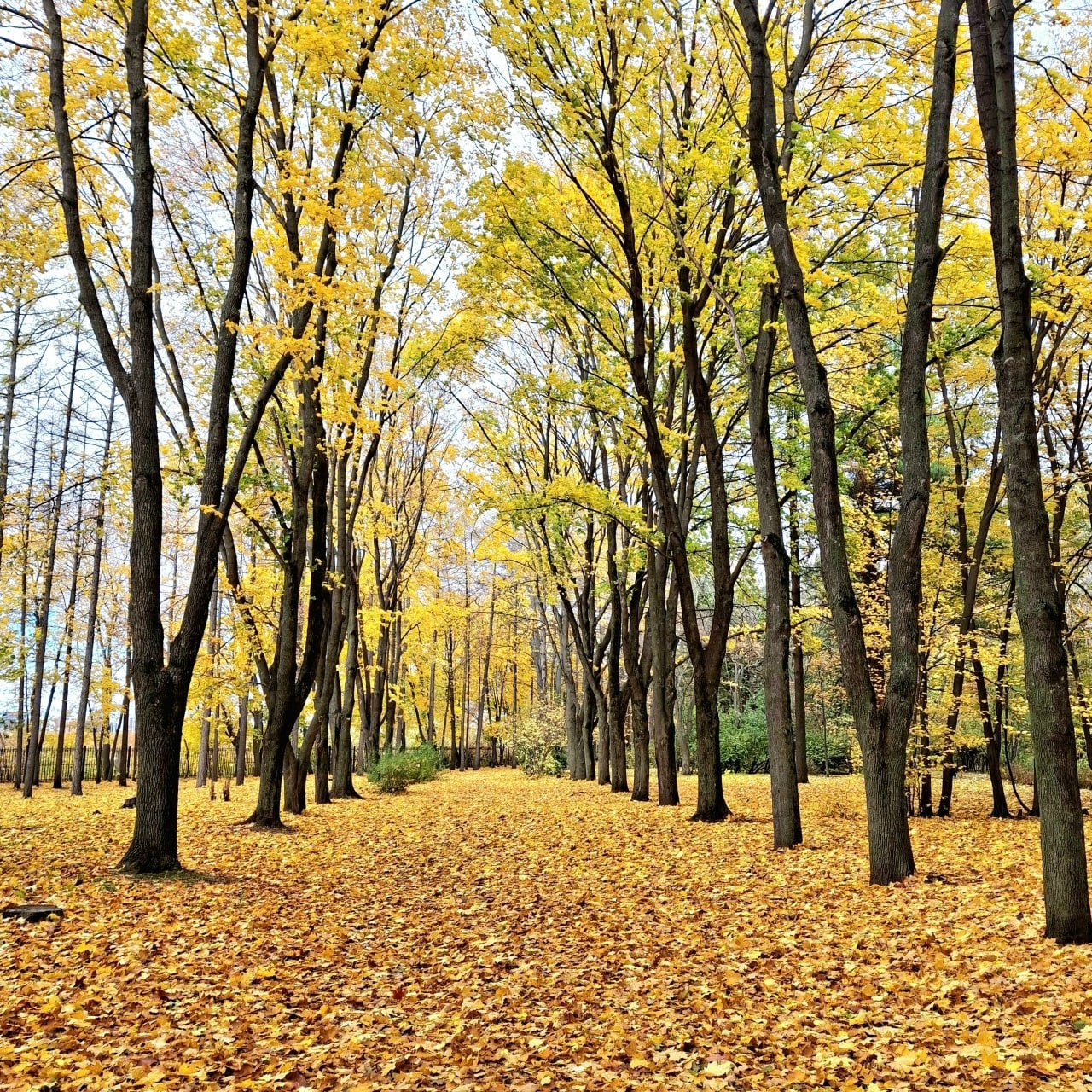 Друзья, напоминаем о фотоконкурсе "Золотая осень Воронежа" Друзья, напоминаем о фотоконкурсе "Золотая осень Воронежа"