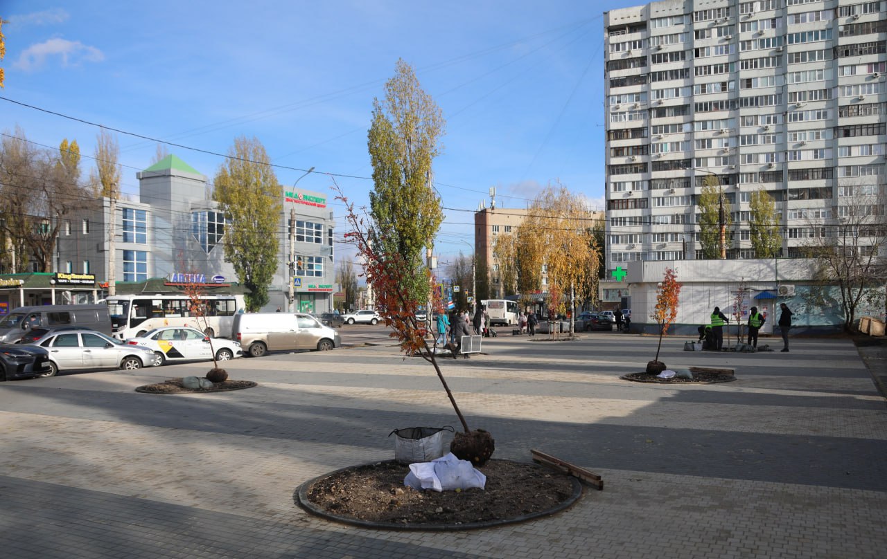 В Воронеже продолжается высадка растений В Воронеже продолжается высадка растений