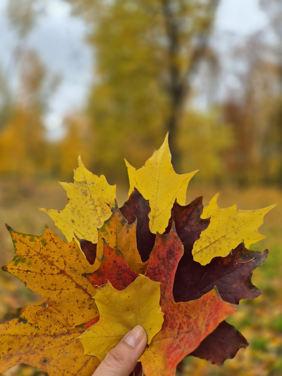 Друзья, напоминаем о фотоконкурсе "Золотая осень Воронежа" Друзья, напоминаем о фотоконкурсе "Золотая осень Воронежа"
