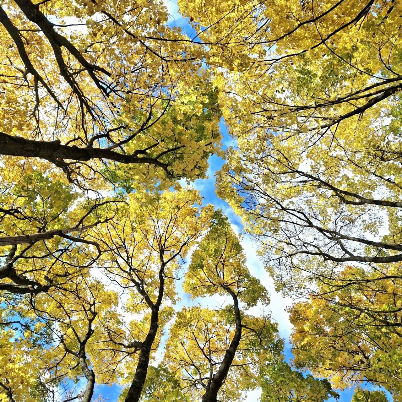 Друзья, напоминаем о фотоконкурсе "Золотая осень Воронежа" Друзья, напоминаем о фотоконкурсе "Золотая осень Воронежа"