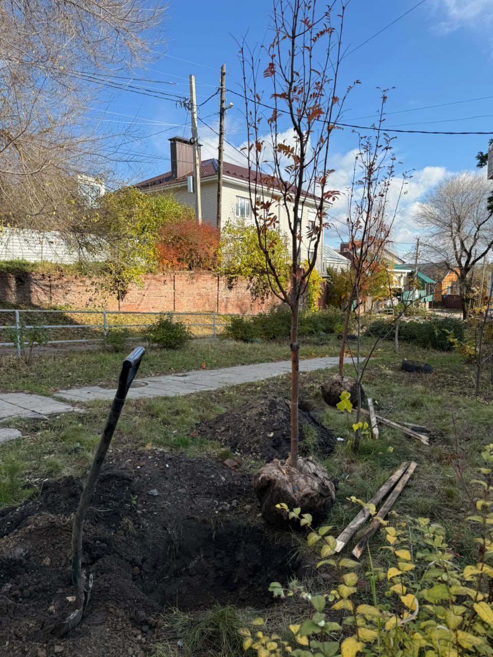 В Воронеже продолжается высадка растений В Воронеже продолжается высадка растений