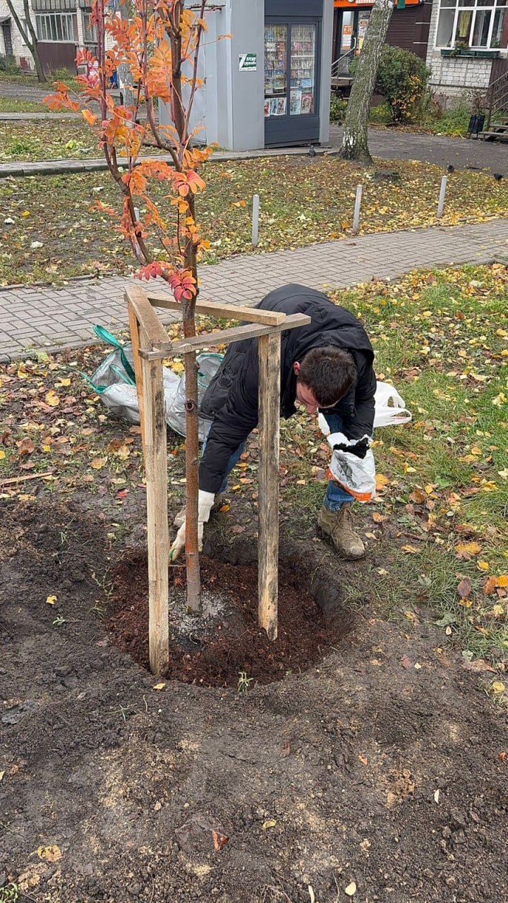 В Воронеже продолжается высадка растений В Воронеже продолжается высадка растений