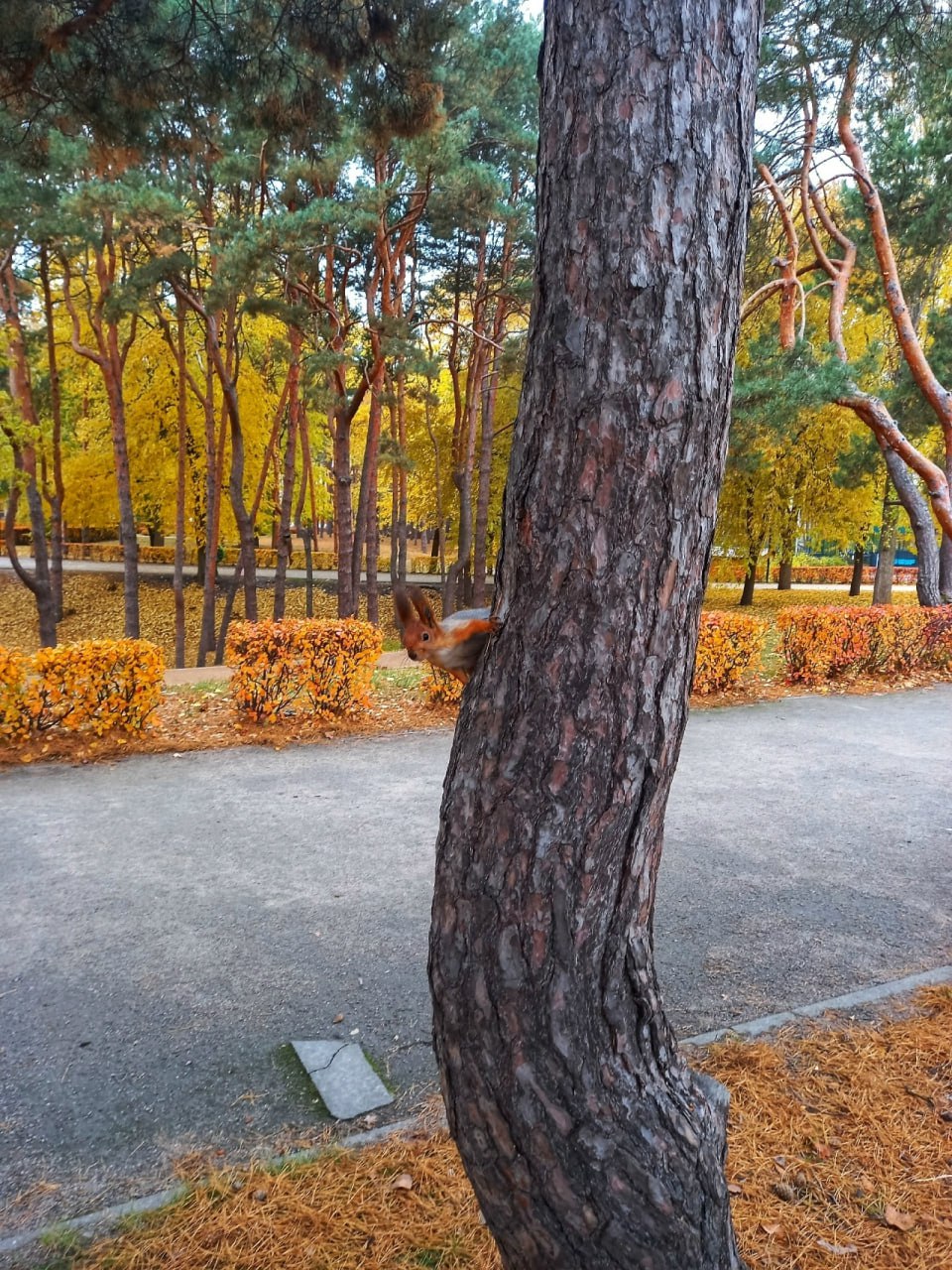 Друзья, напоминаем о фотоконкурсе "Золотая осень Воронежа" Друзья, напоминаем о фотоконкурсе "Золотая осень Воронежа"