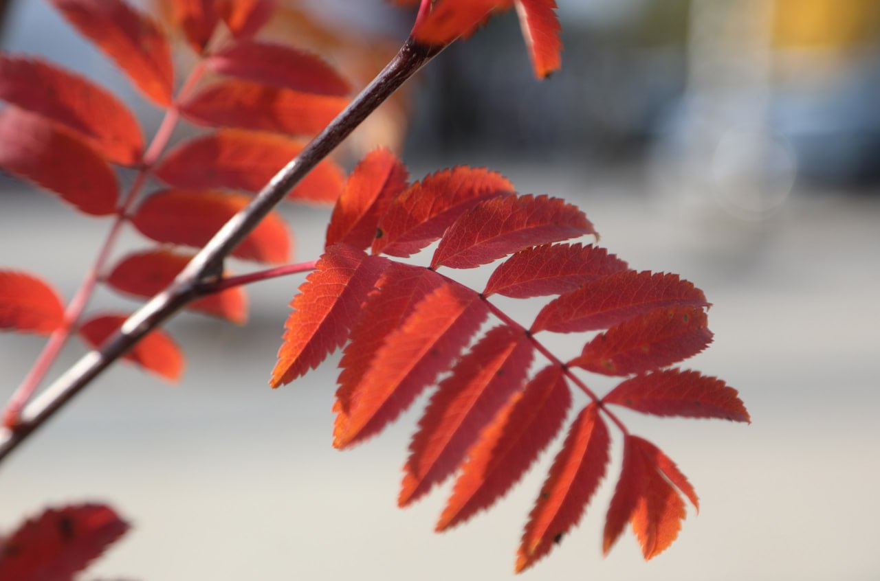 В Воронеже продолжается высадка растений В Воронеже продолжается высадка растений