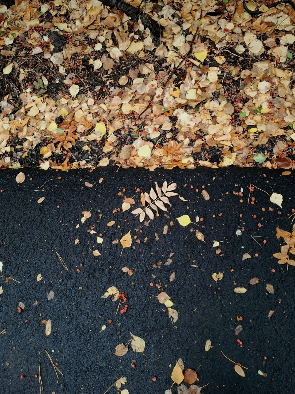 Друзья, напоминаем о фотоконкурсе "Золотая осень Воронежа" Друзья, напоминаем о фотоконкурсе "Золотая осень Воронежа"