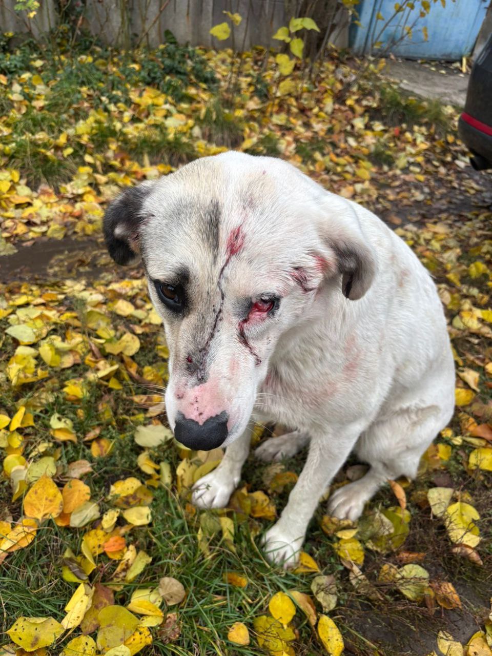 Неизвестный стрелок ранил собаку под Воронежем