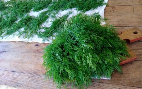 Как подзимние посевы превращают ваш огород в зимнюю оранжерею