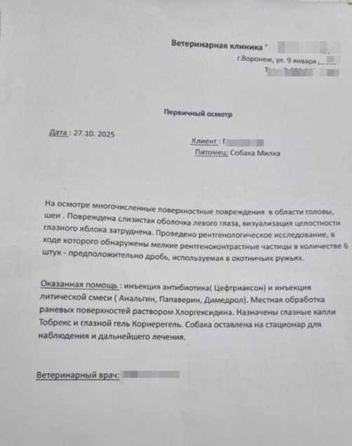 Неизвестный стрелок ранил собаку под Воронежем Неизвестный стрелок ранил собаку под Воронежем
