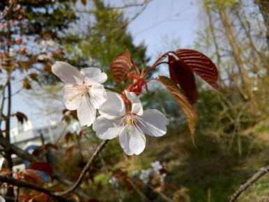 Весеннее пробуждение вишни: что нужно знать о подкормке