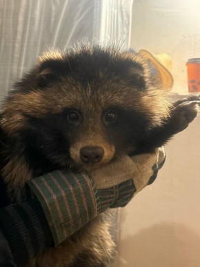 Воронежские волонтеры ищут дом для енотовидной собаки Фунтика